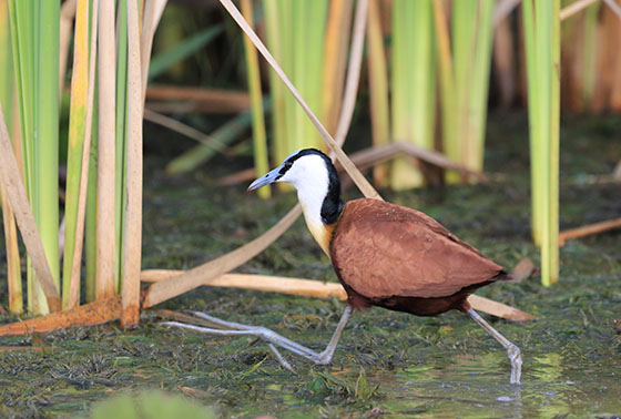 アフリカレンカク